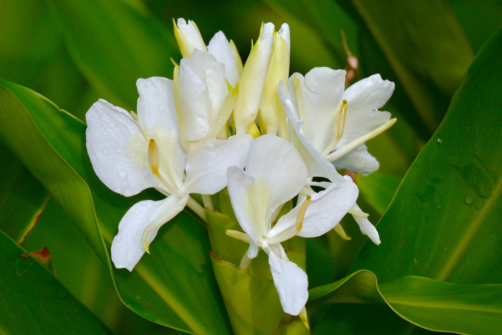 美丽的姜花(花似蝴蝶洁白有清新的香味,可供观赏用