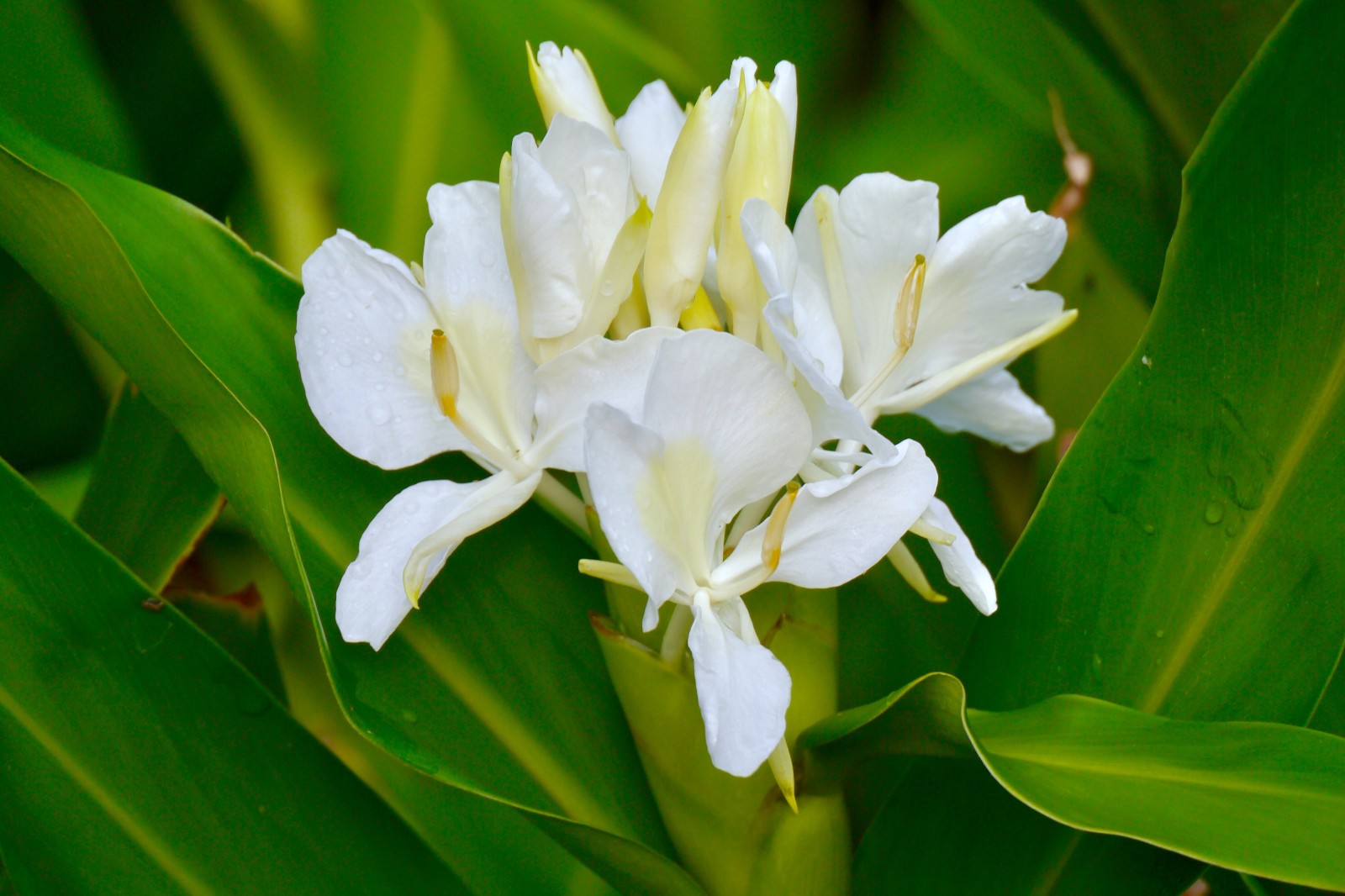 美丽的姜花(花似蝴蝶洁白有清新的香味,可供观赏用