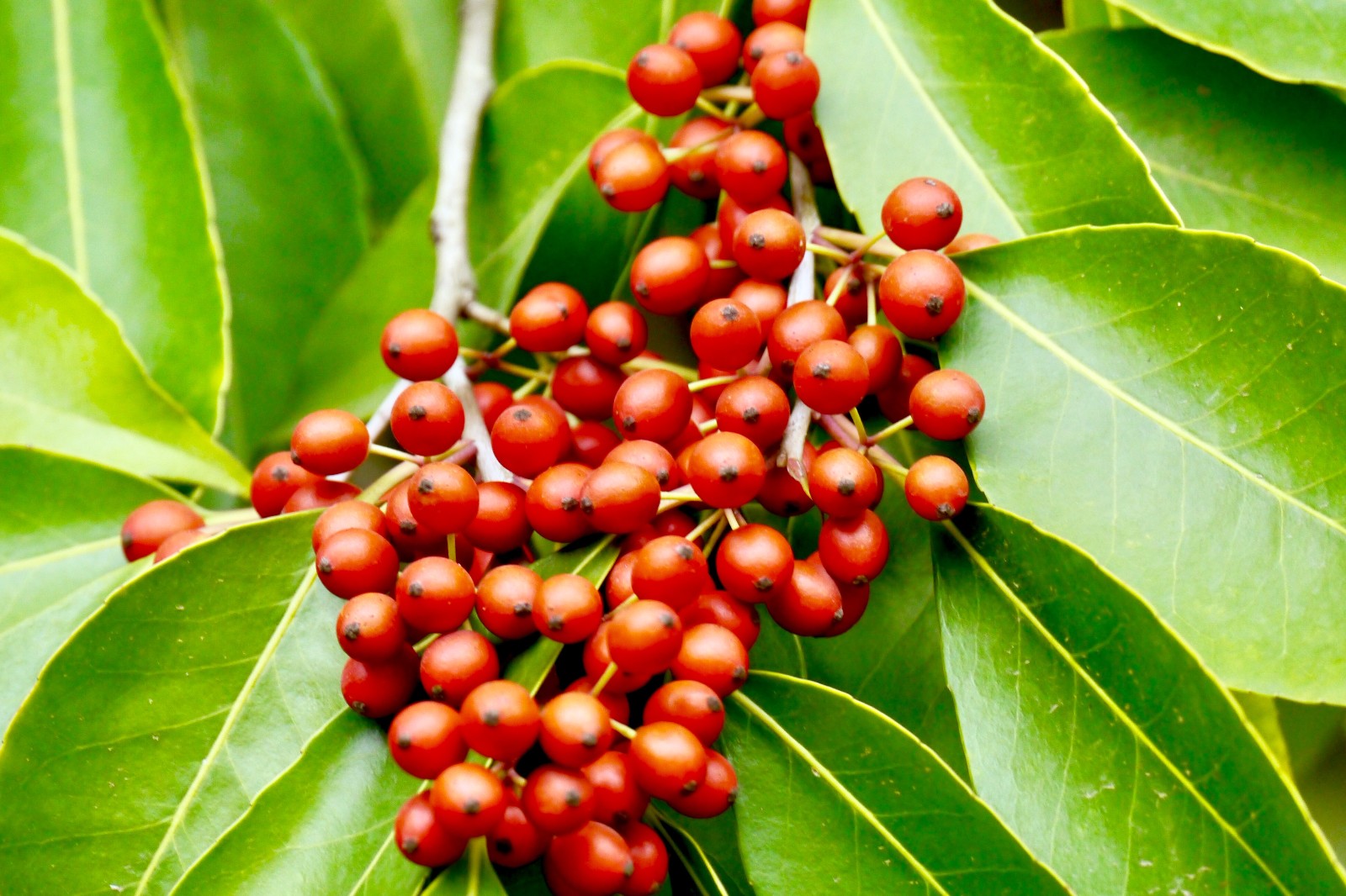 冬青火红的果实为有些单调的冬平添了几分热烈|冬青|果实_新浪新闻