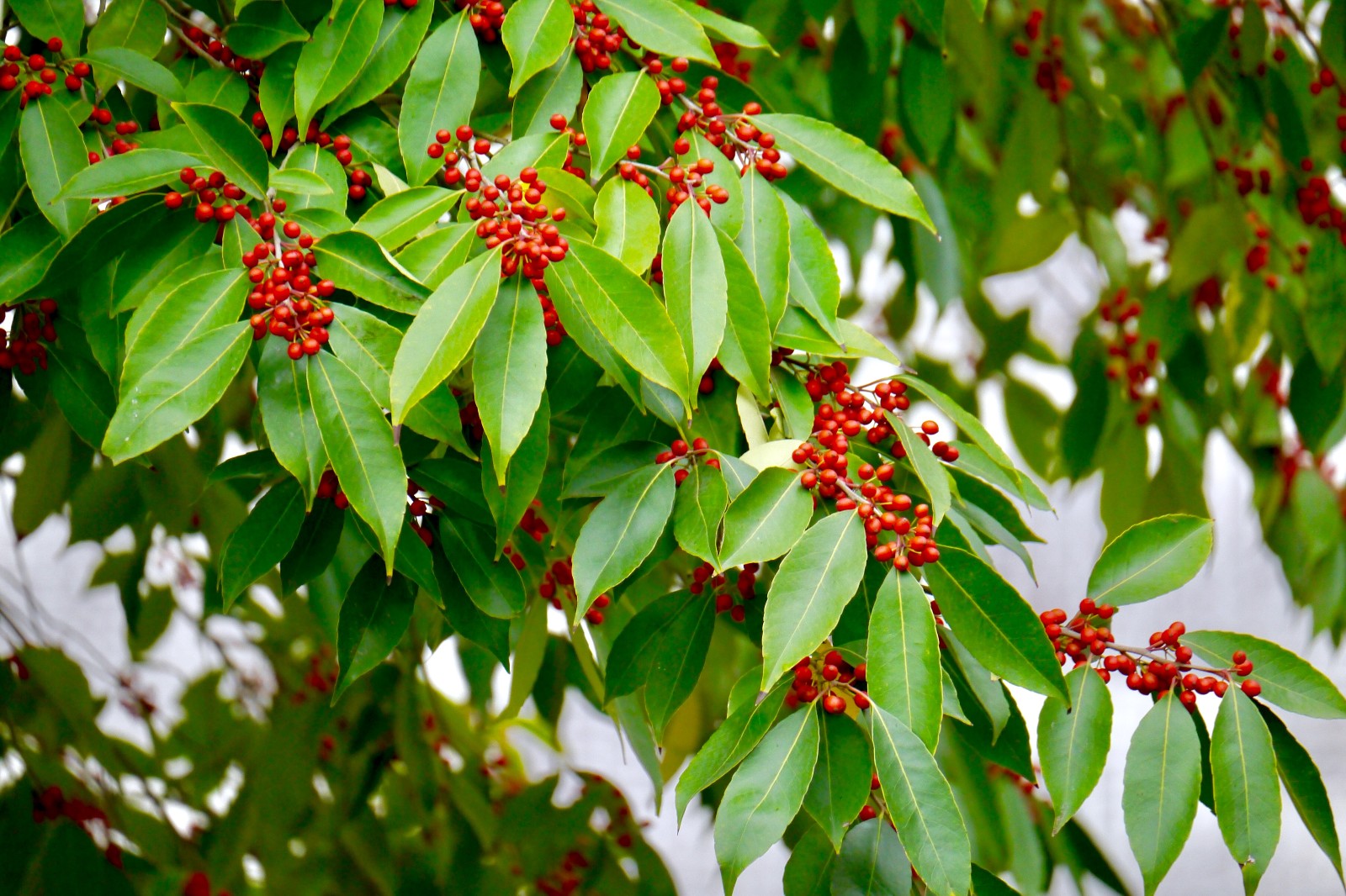 冬青树果子功效与作用(冬青树果子功效与作用怎么食用)