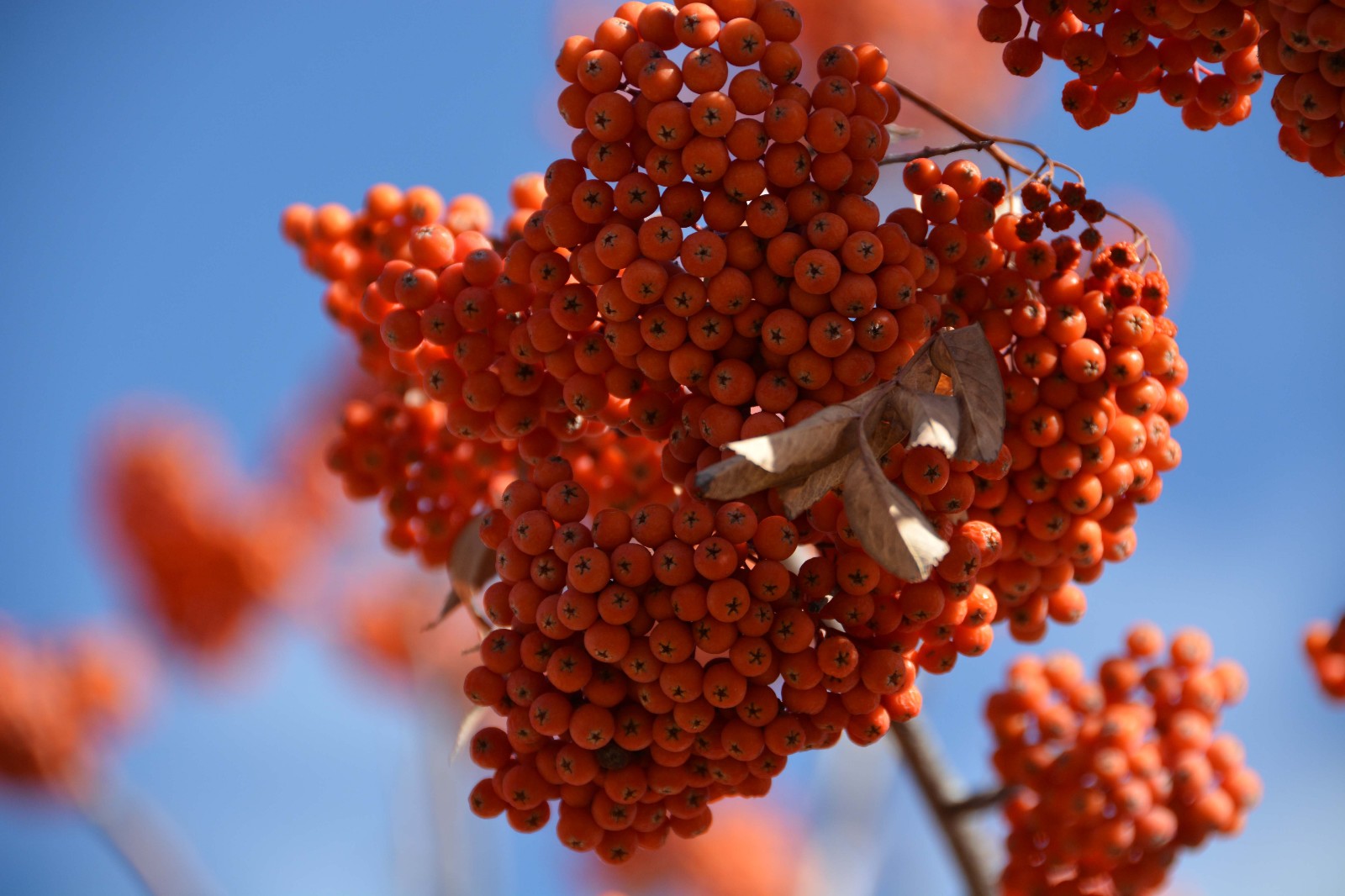 美丽的红色花楸果特写,原创摄影