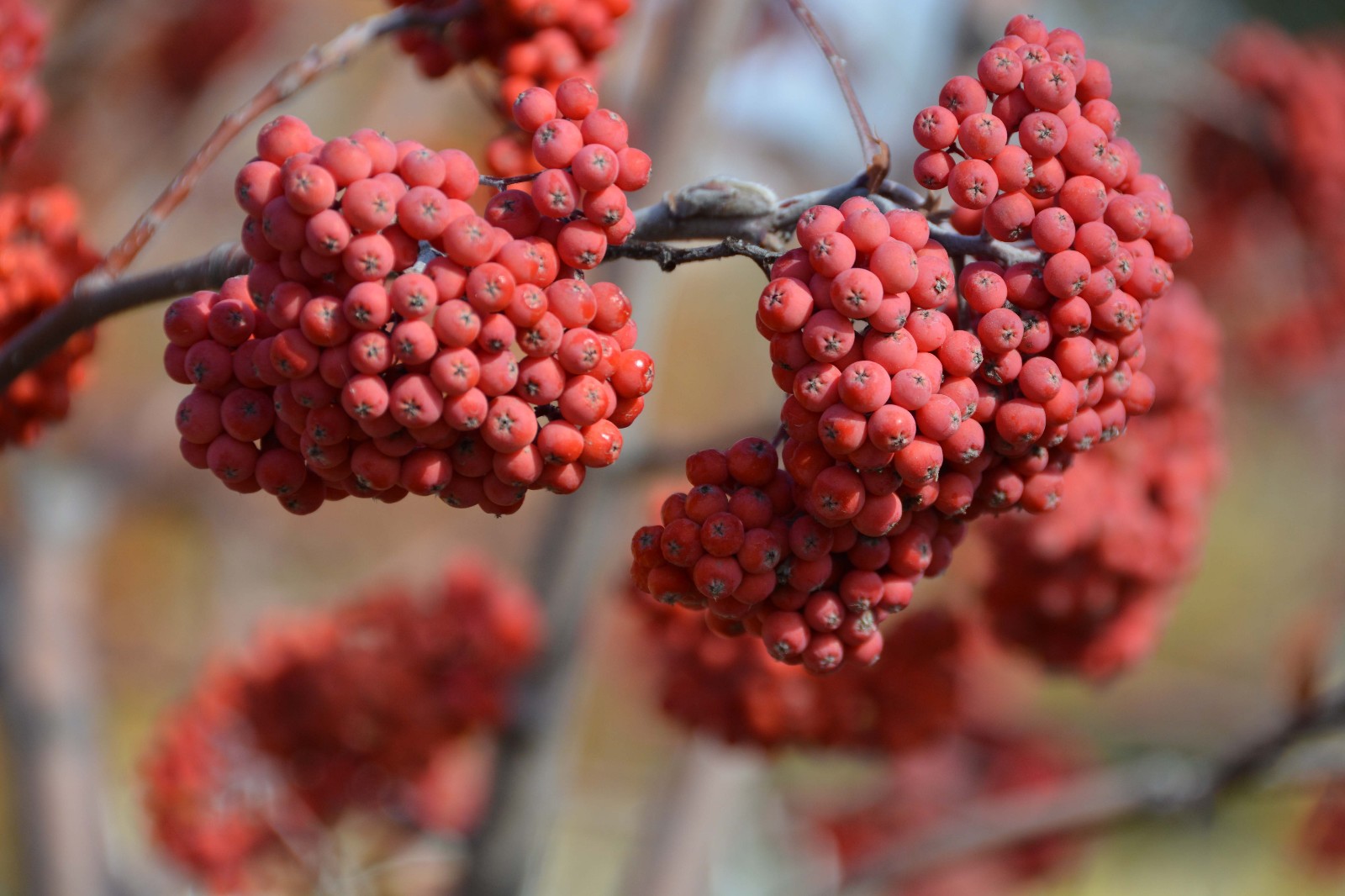 美丽的红色花楸果特写,原创摄影