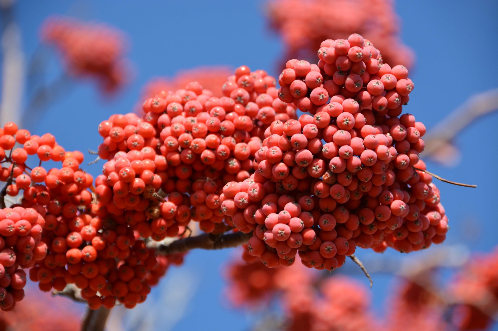 美丽的红色花楸果特写,原创摄影