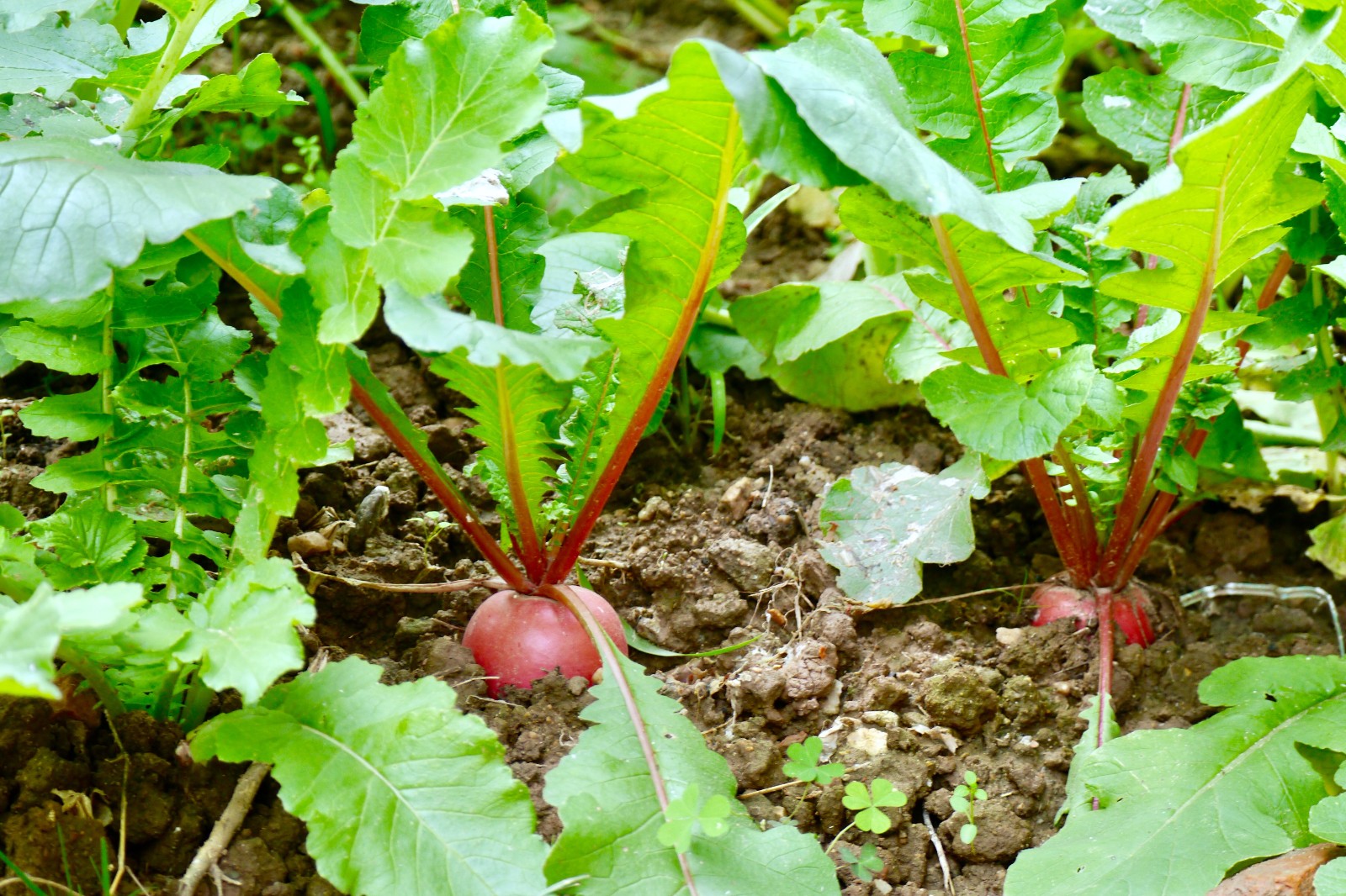 冬季里的红萝卜