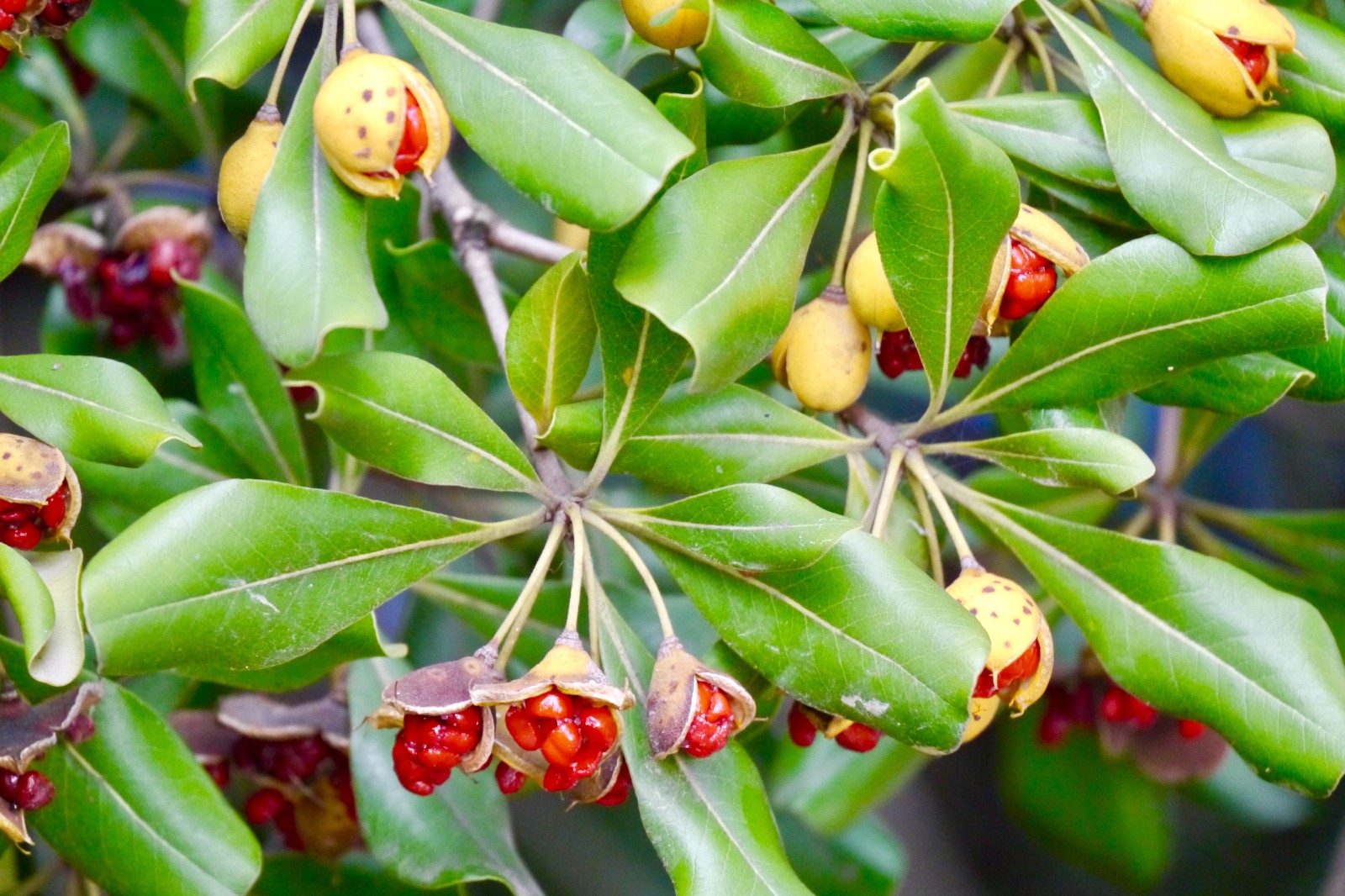 海桐别名七里香宝珠香山瑞香花期35月果期910月