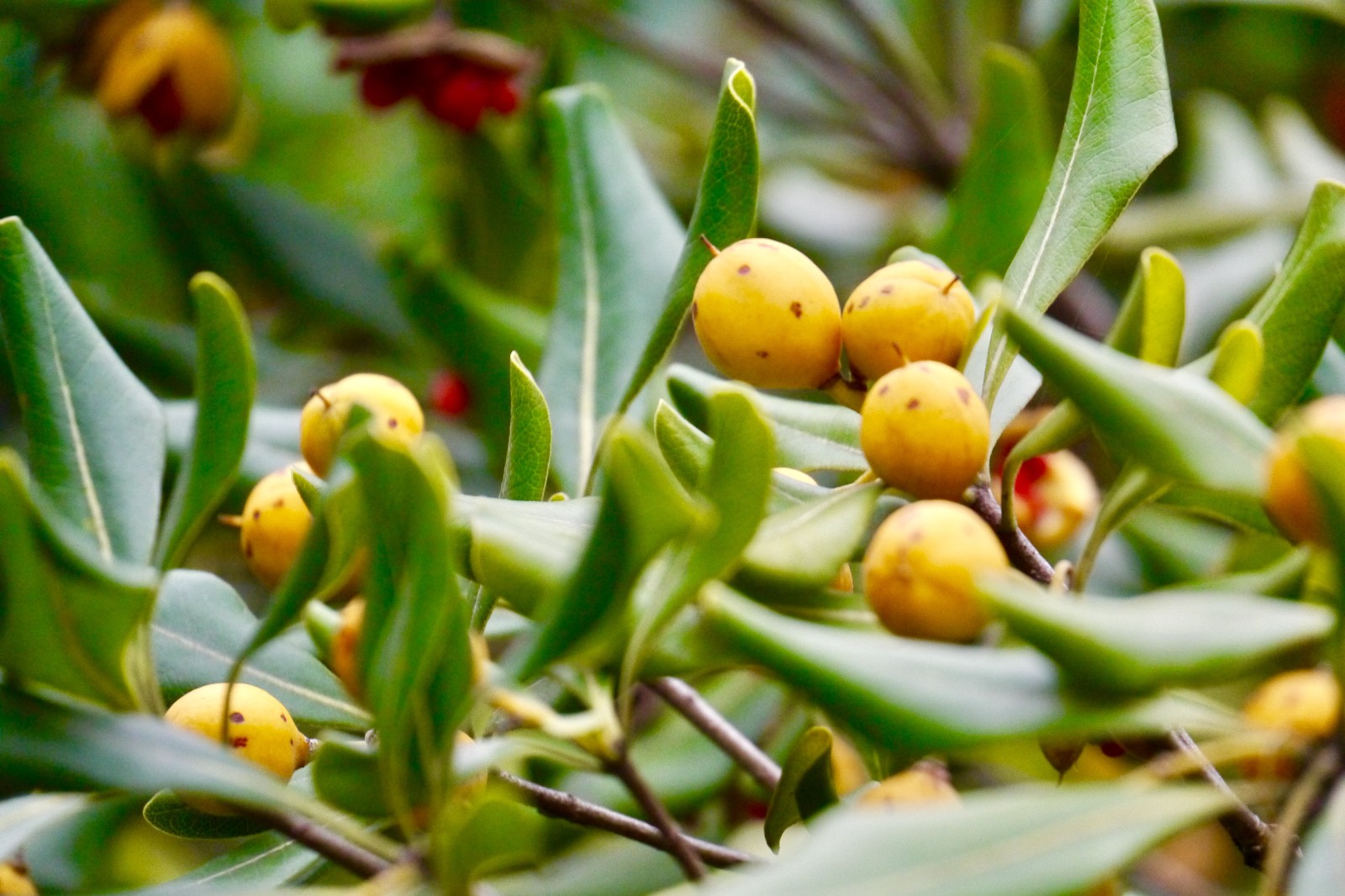 海桐别名七里香宝珠香山瑞香花期35月果期910月