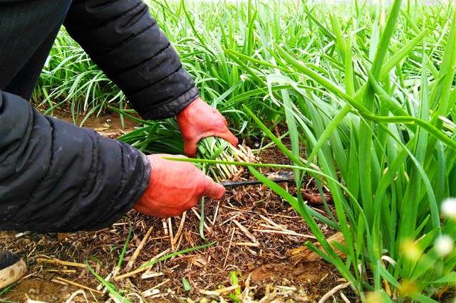 临淄:城北有片大田韭菜园,有口福了!