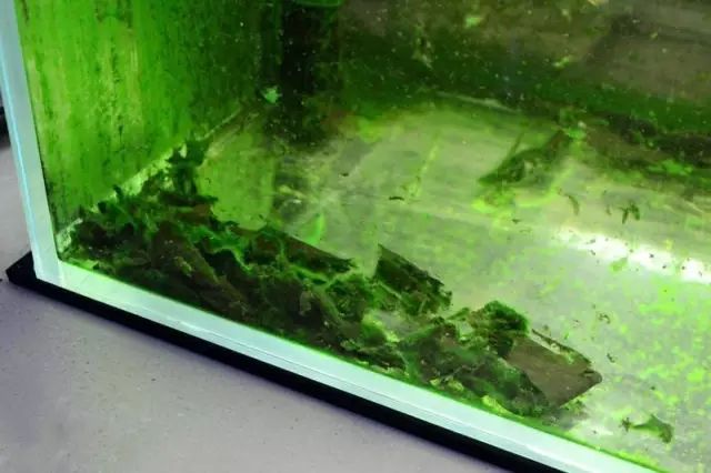 为你解答:为何水族箱中的藻类难以根治?