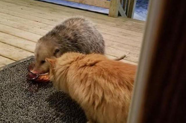 负鼠闯入家中抢食猫咪委屈地站在一旁不敢上前表情萌翻众人