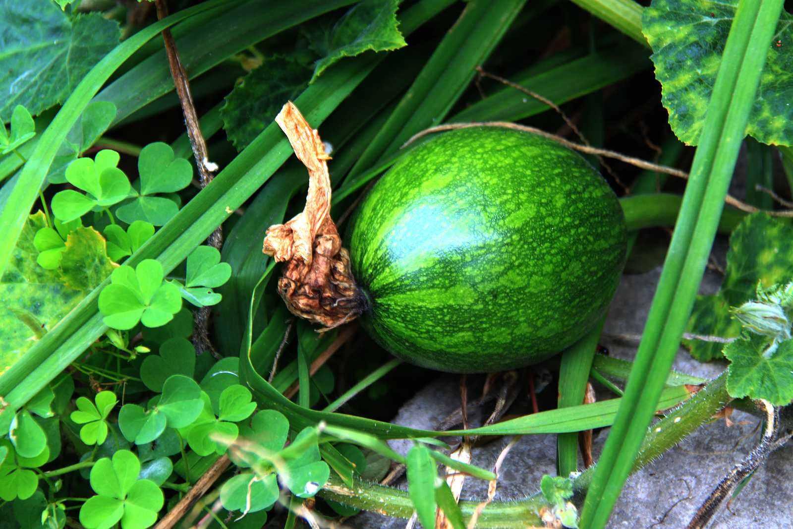 倭瓜又叫南瓜,番瓜,麦瓜,金瓜,原产地在北美洲.