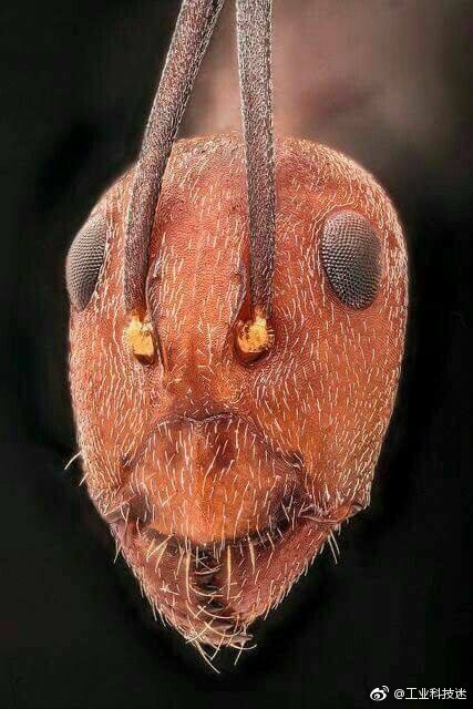 不同蚂蚁的脸,觉得酷的就点个赞