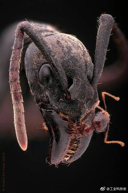 不同蚂蚁的脸,觉得酷的就点个赞