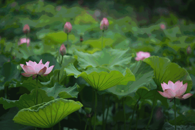 灵湖的首批荷花开了,美翻了