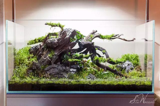 草缸造景:"生命的律动"在缸里