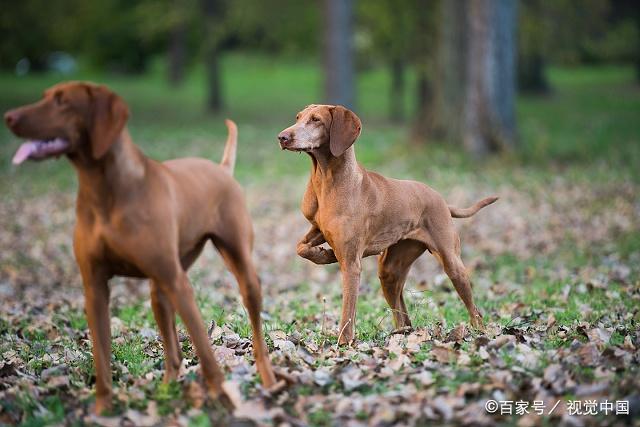 有洁癖的5种狗狗,在家里养再适合不过了