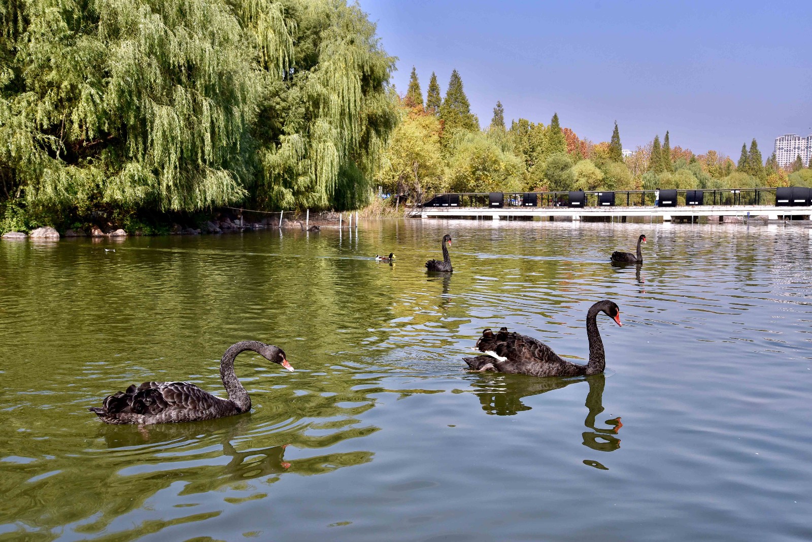 【行摄校园】郑州大学 眉湖精灵--黑天鹅