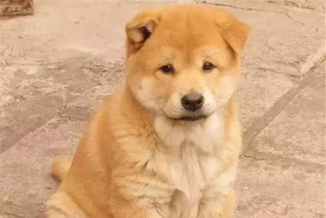 土狗有什么养头？我来告诉你土狗有什么养头！|土狗|主人|狗狗_新浪新闻