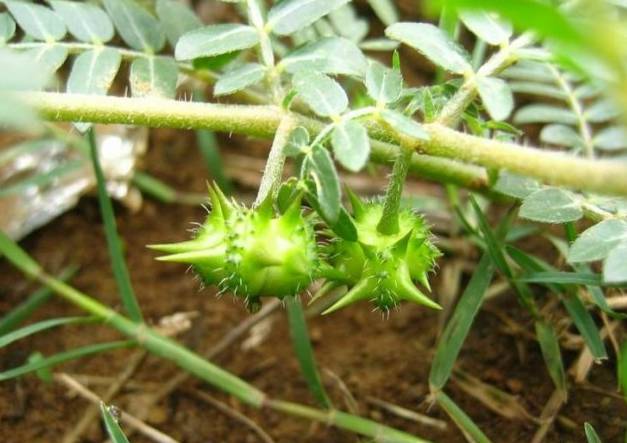 常见病用偏方不再找医生
