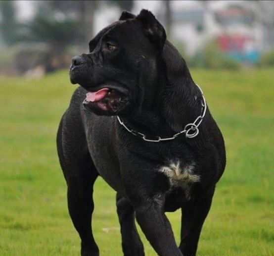 纯黑加纳利犬图片