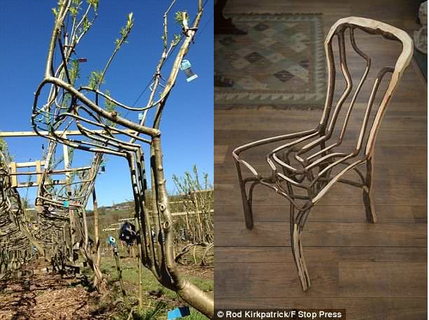 他用柳树"种"出原生态椅子,一把4.4万还要提前7年预定