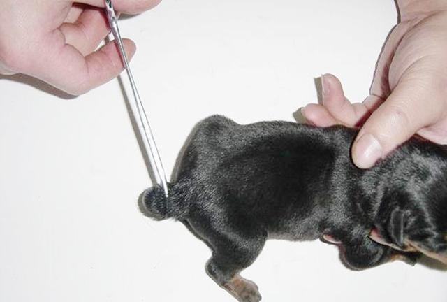 你家的狗狗有断尾吗?为什么要给宠物犬断尾?