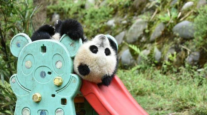 一只想玩滑梯的熊猫宝宝, 却因为太胖翻了跟头|滑梯|跟头|熊猫_新浪网