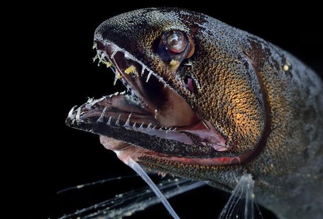 这种鱼属于无脊椎龙鱼,下巴上有个倒钩,而且注意它的牙齿,刺刀般的