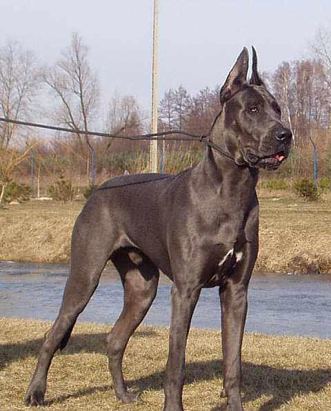 名犬鉴赏八大丹犬