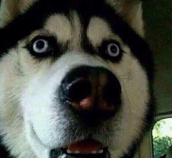 哈士奇博美好可爱狗都震惊了我家的狗狗不能这么可爱