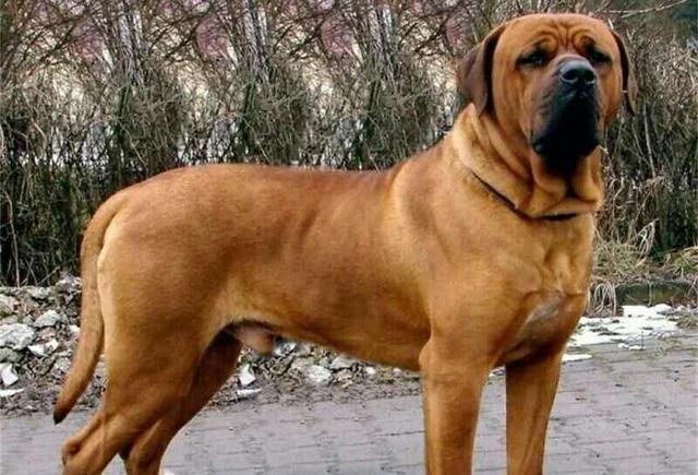 十大勇猛烈性犬