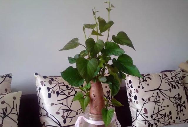 这5种蔬菜扔水里就能蹭蹭地长,好看还不花钱!