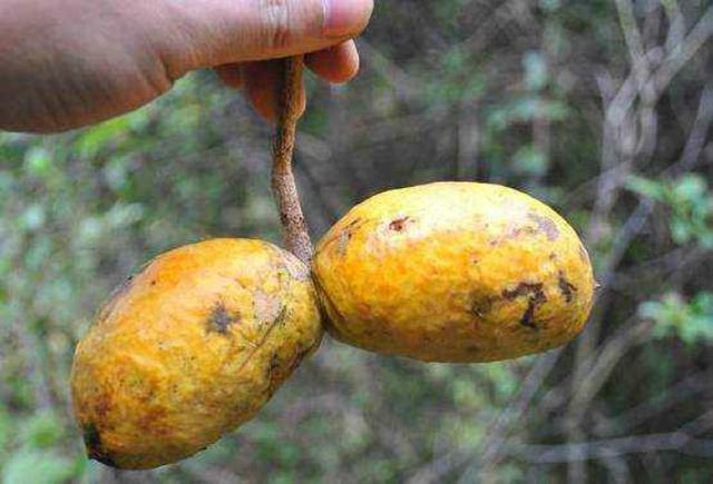 这湖南特产"牛卵坨",名字不堪入耳,可籽却勾起"少女心"一片