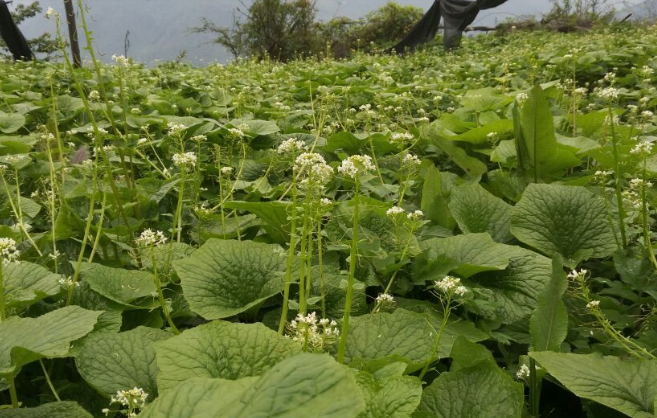 农村这种野草,茎却是稀罕物,一斤要卖300元,成了农民的摇钱树|山葵