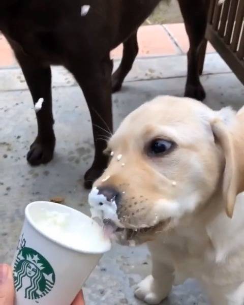 对于狗中饭桶拉布拉多来说,有东西送到嘴边一定不会拒绝