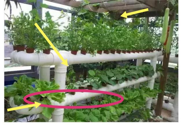 公公只是简单用pvc管种菜一年都不用买菜了都被邻居学走了