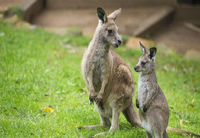 不要说动物冷血野兽无情看看野兽的母子情深