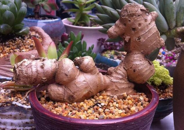 长成之后的生姜盆栽样子就像是一盆富贵竹十分耐看可以试试哦