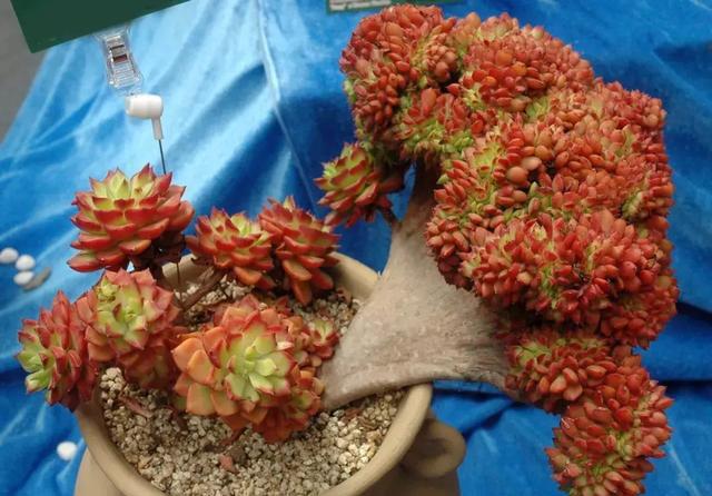 多肉植物的变异——缀化、石化与返祖现象|石化|变异|植株_新浪新闻