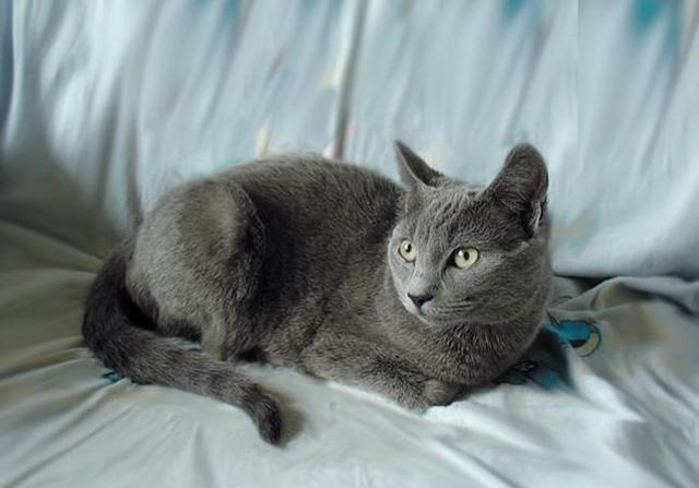 世界级珍贵猫种——法国名流夏特尔猫!