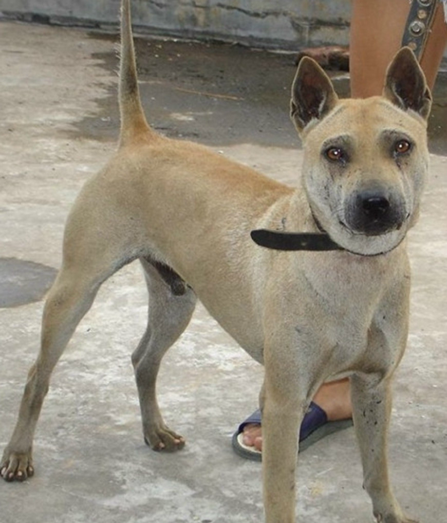 农村的这种土狗,如果戴着项圈,那就最好不要去惹|土狗|项圈|猎犬_新浪