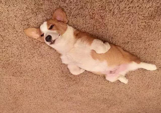 网友晒出狗子被卡天花板照片一本正经解释不能给狗狗吹电扇