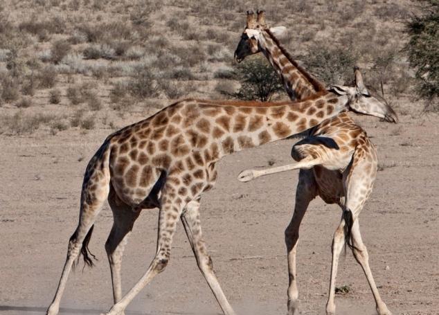 镜头下: 野生动物最激烈的"生死搏斗"瞬间