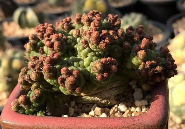 多肉植物的变异——缀化,石化与返祖现象