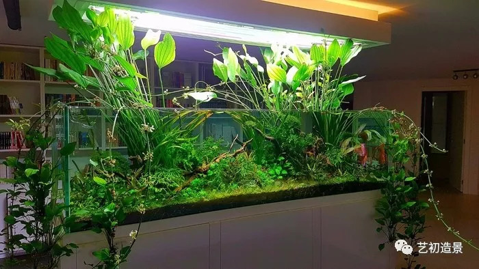 缸体尺寸:目测200cm硬景素材:杜鹃根 造景水草:细叶铁,皱叶椒草