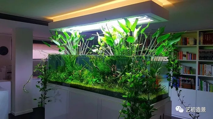 缸体尺寸:目测200cm硬景素材:杜鹃根 造景水草:细叶铁,皱叶椒草