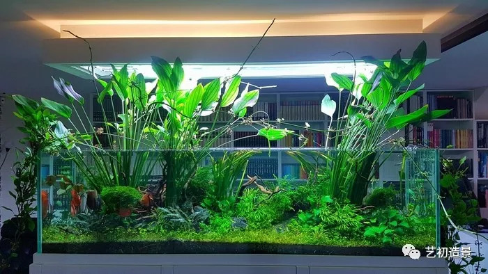 杜鹃根 造景水草:细叶铁,皱叶椒草 ,黑木蕨 ,苦草 造景水族:神仙鱼