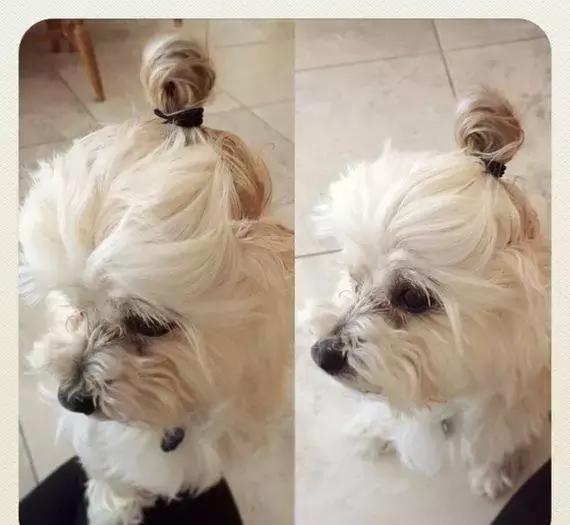 狗界丸子头,你觉得哪只赢了