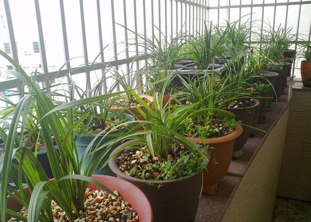 如何在阳台养好兰花,做好这五项工作,上万一苗的兰花都养得好