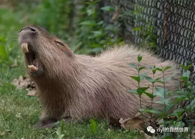老人养"巨型老鼠"当宠物, 走在路上行人纷纷躲避!