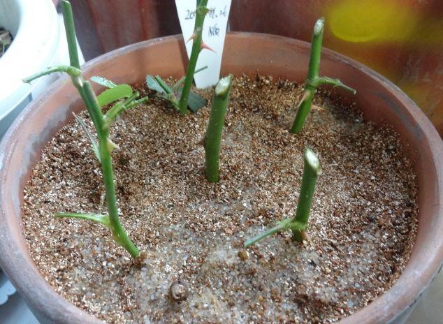 入秋后是这3种植物的扦插大季一插一个准轻松爆满盆